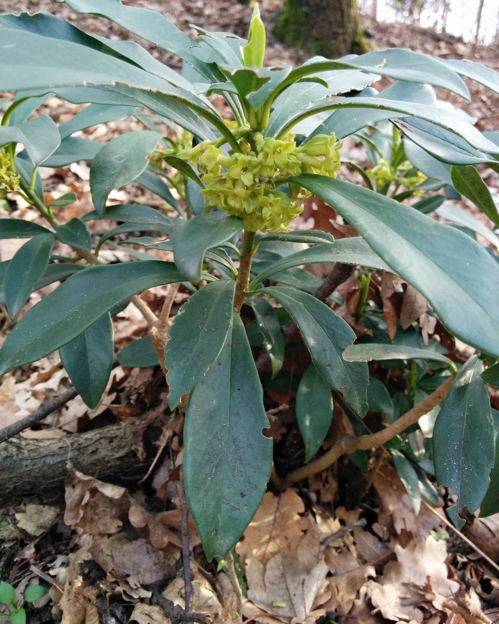 Daphne laureola / Dafne laurella
